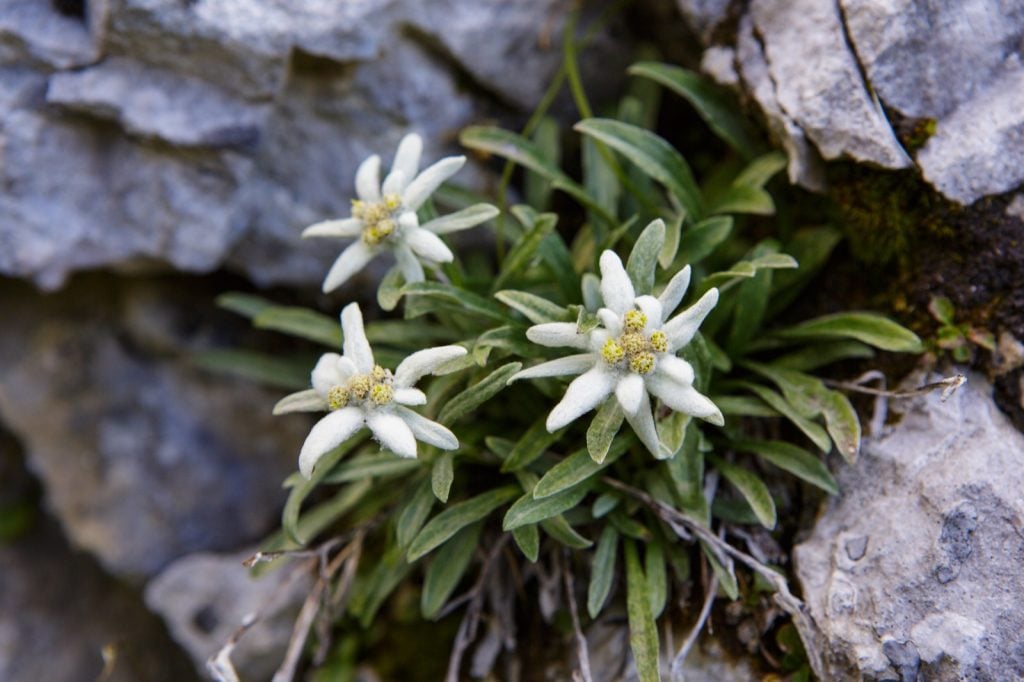 Edelweiss flowers growing in the mountains