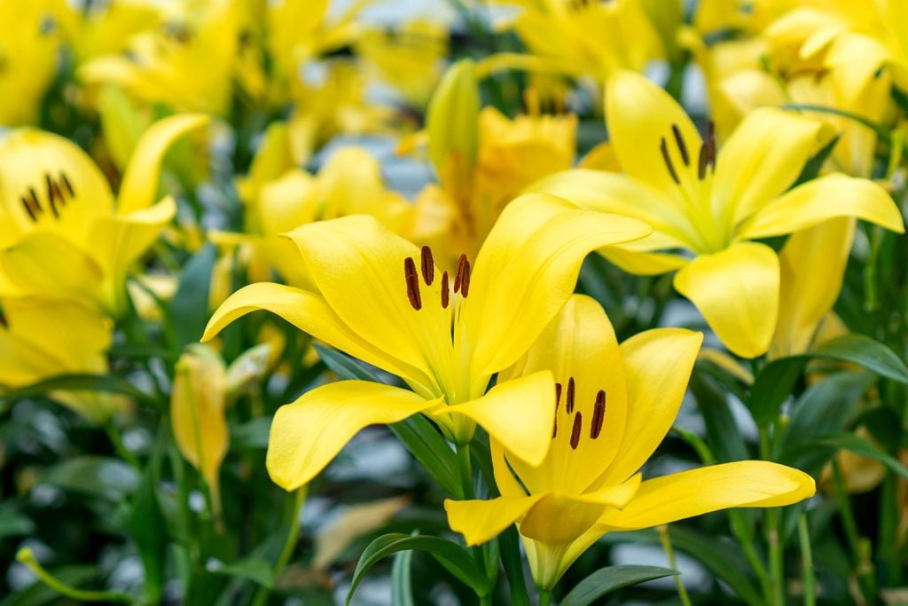 Focus on yellow lilies in a garden
