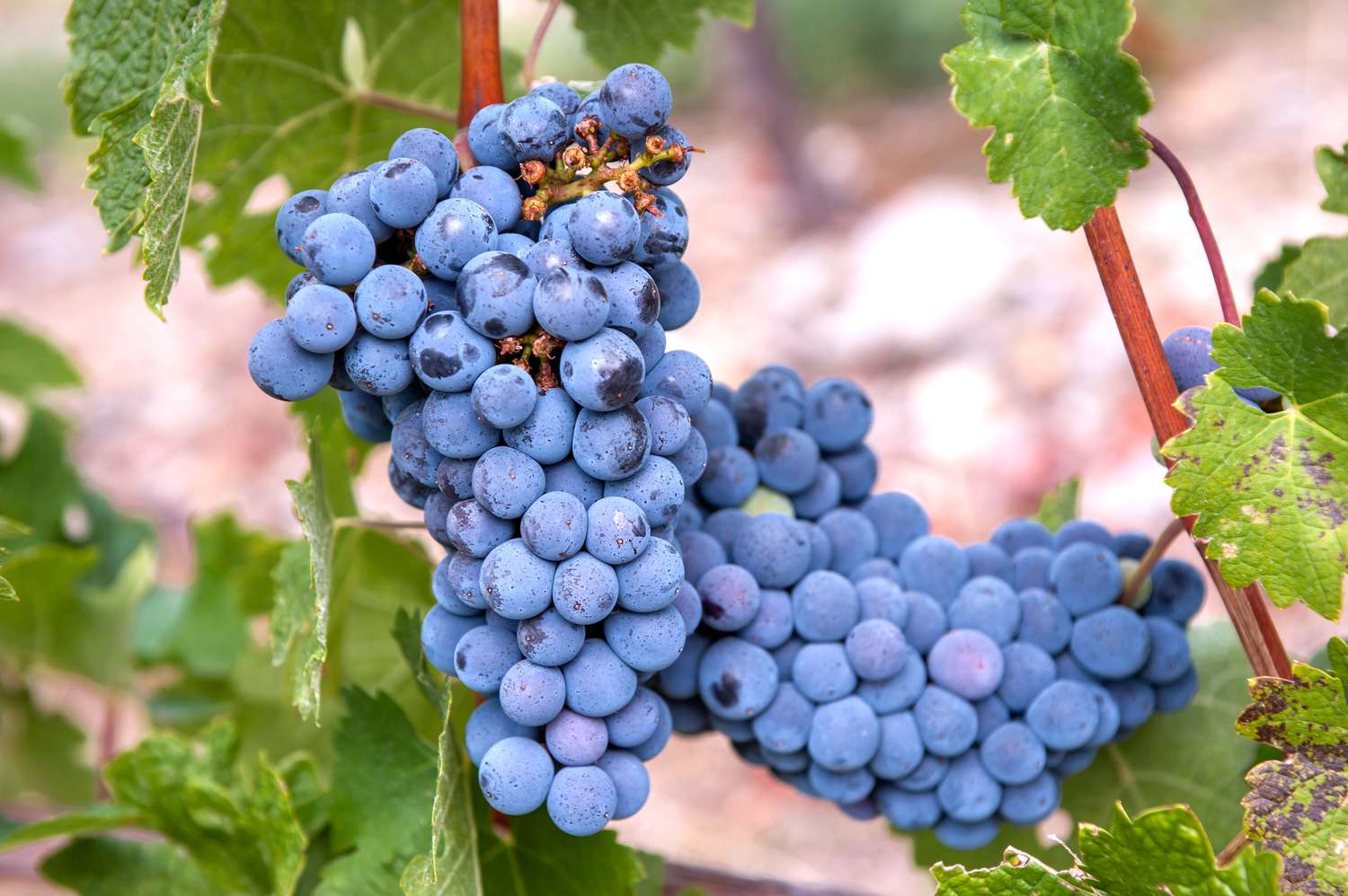 How to Grow Common Grape Vines (Vitis Vinifera)