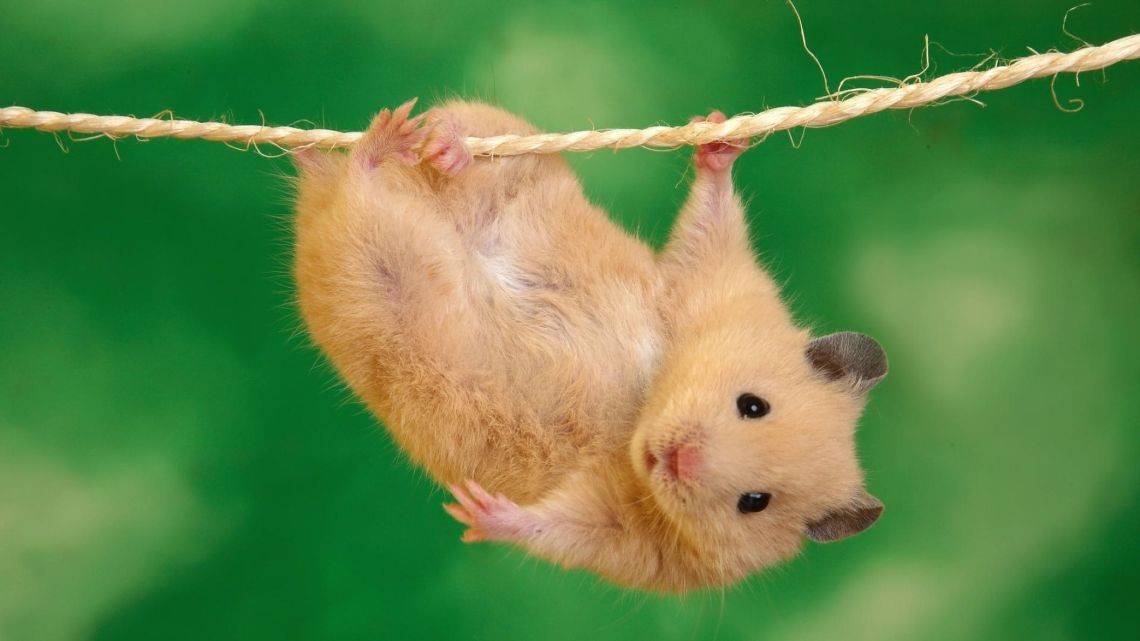 Cute Hamster Animal Desktop Wallpaper