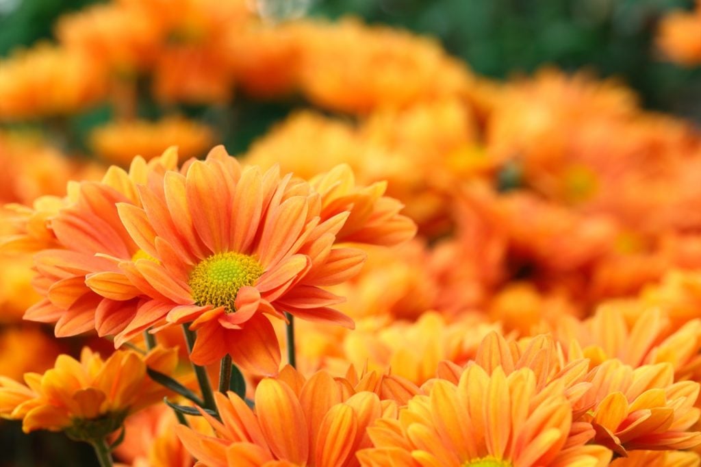 Orange flowers in focus on a blurred background