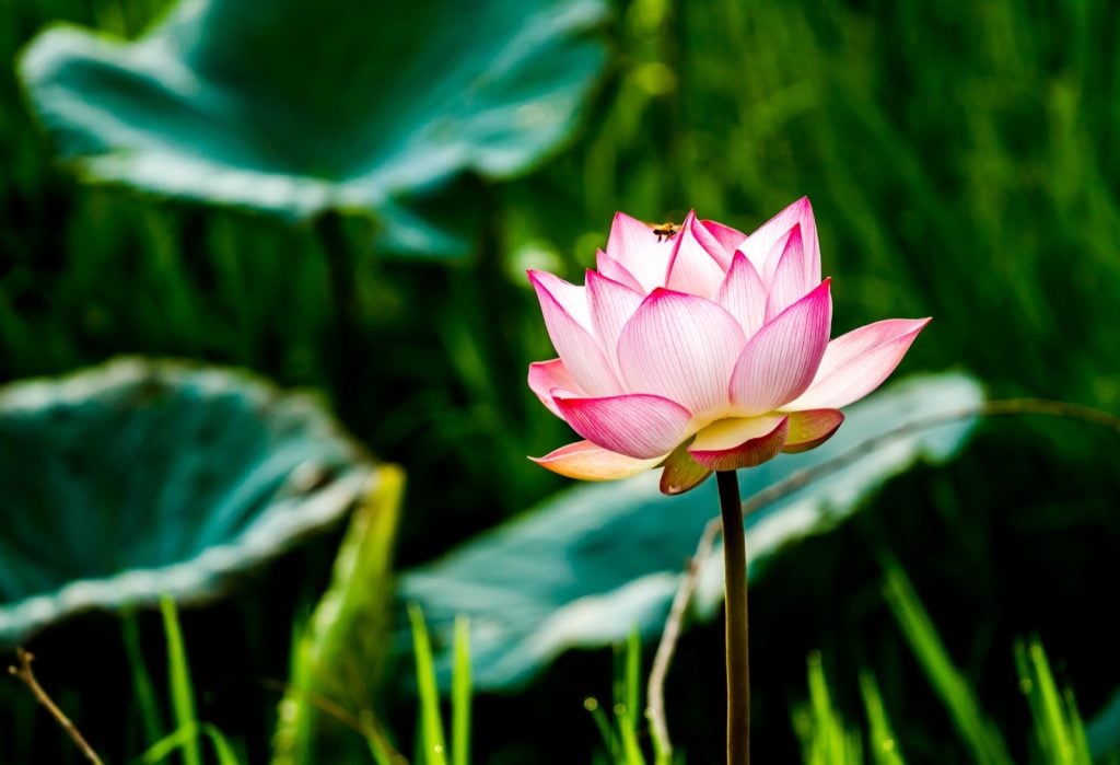 Pink lotus flower in a pond