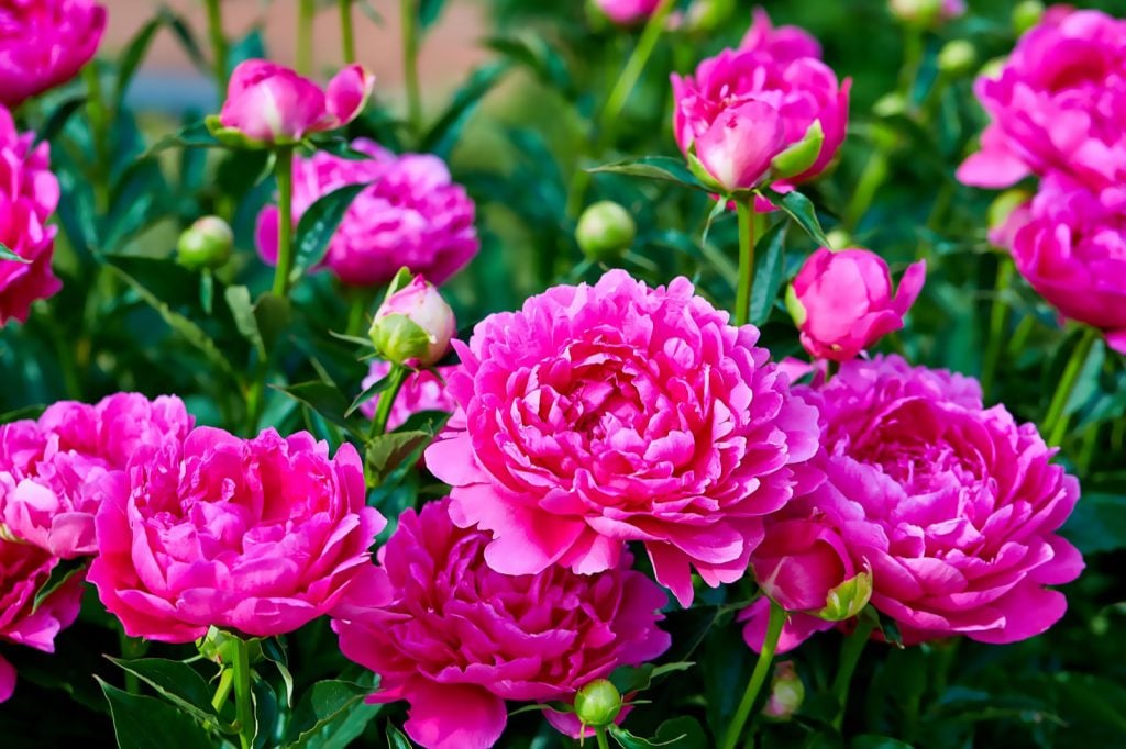 Pink peony flowers in a botanical garden in spring