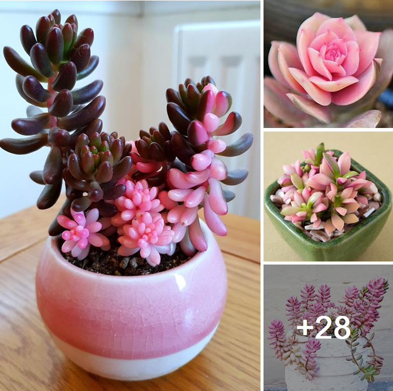 Eye-catching 24+ pink blue succulents to plant this summer