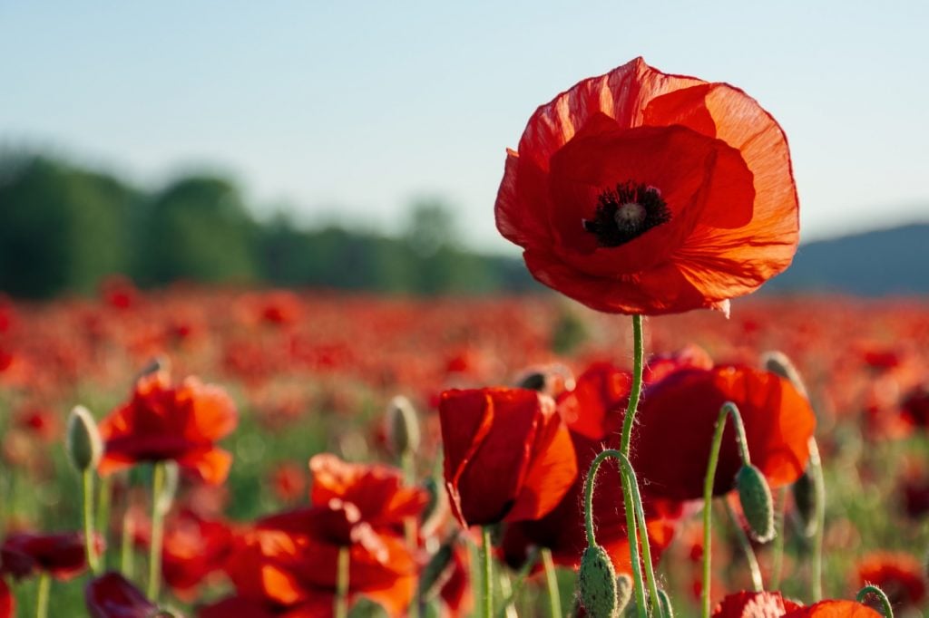 Red poppy flowers on a field with a blurred background