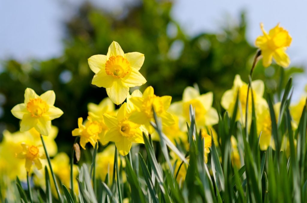 Yellow daffodils in a garden