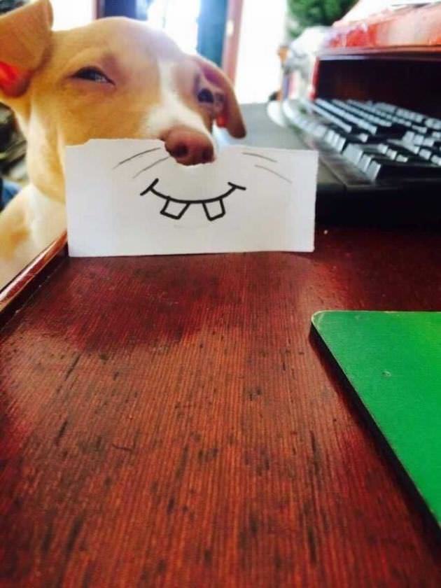 dog