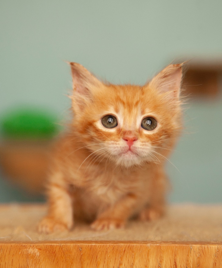 Ginger Cats hunting kitten