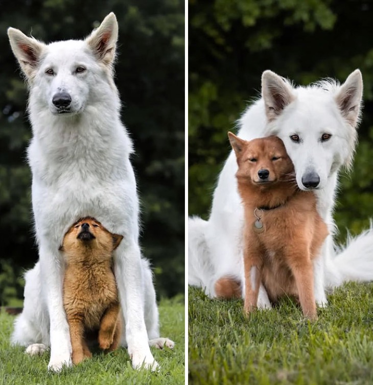 cute puppies before and after grown