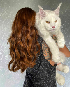 Meet Kefir, The Maine Coon Cat That Got Famous Because Of Its Enormous Size /vol /v – I Love Cats!