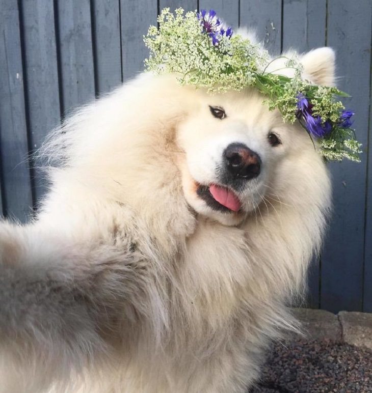 Samoyed