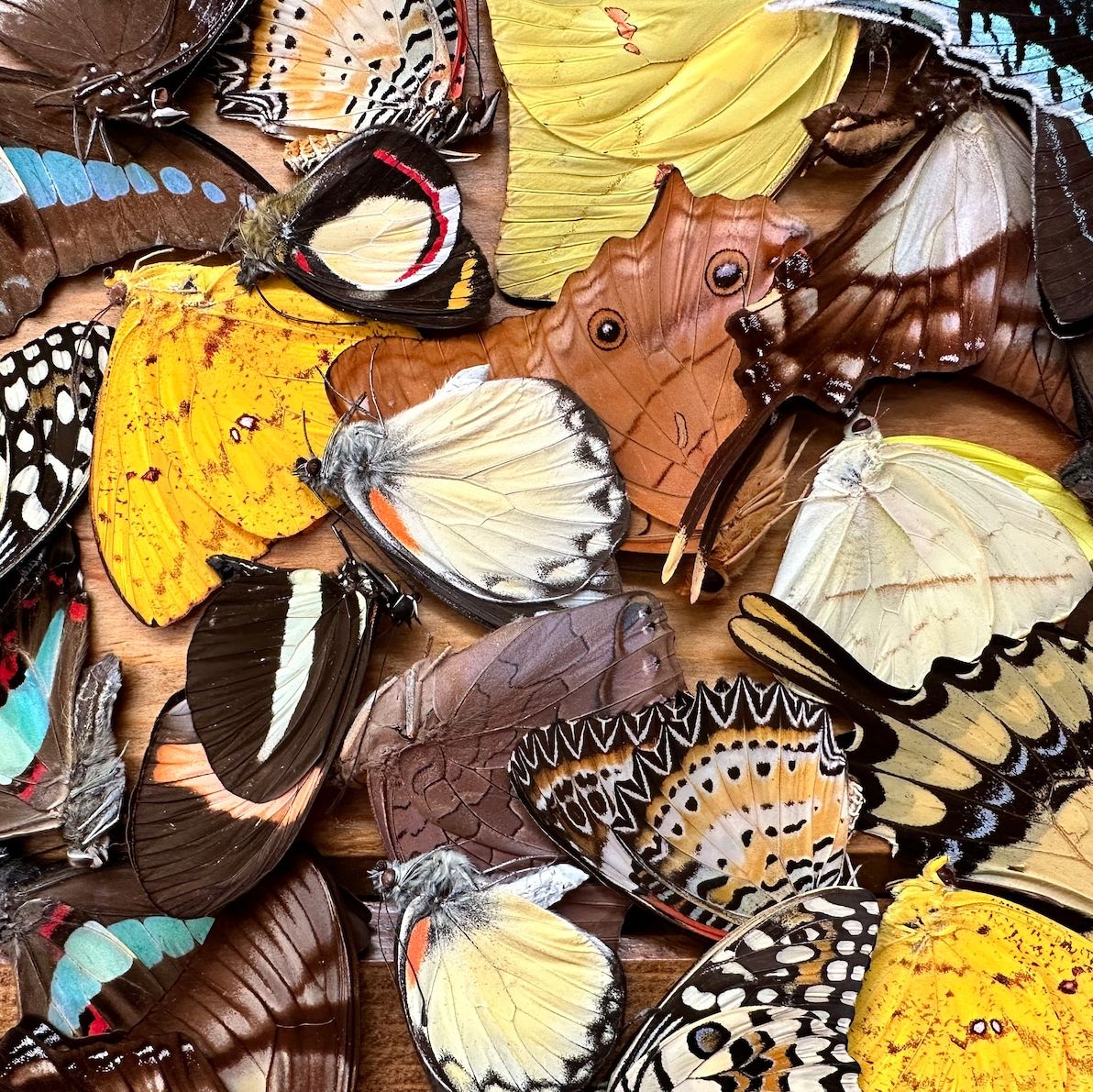 Dried Butterflies