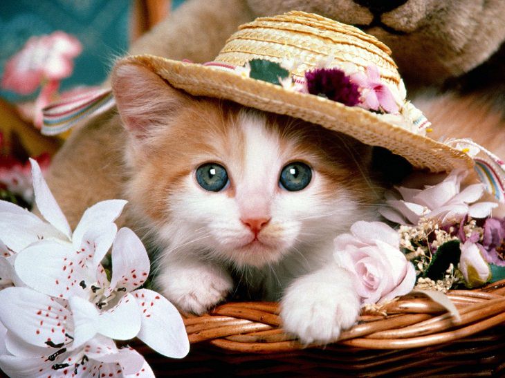 cute animals with hats