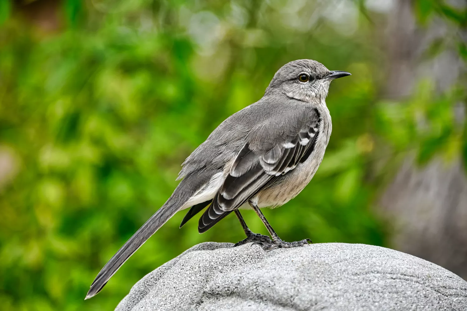 Northern mockingbird perched on a rock