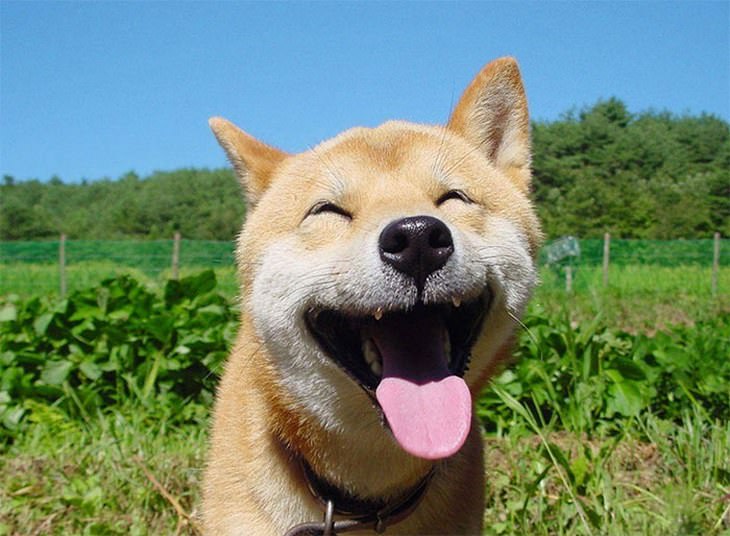 Shiba Inu funny photos