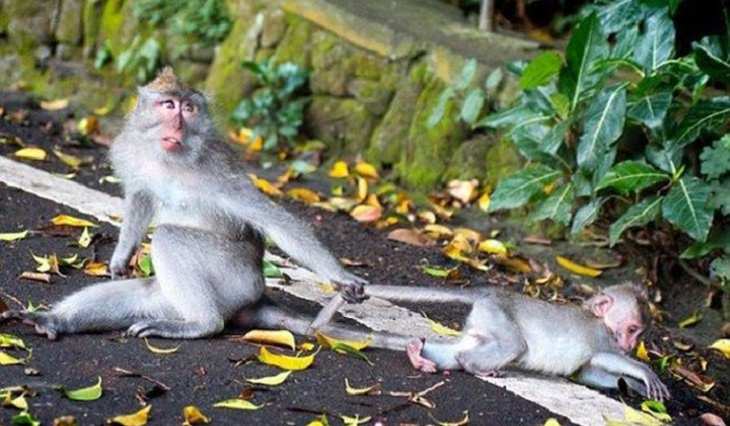 funny annoyed animals: adult monkey pulls a baby monkey by its tail