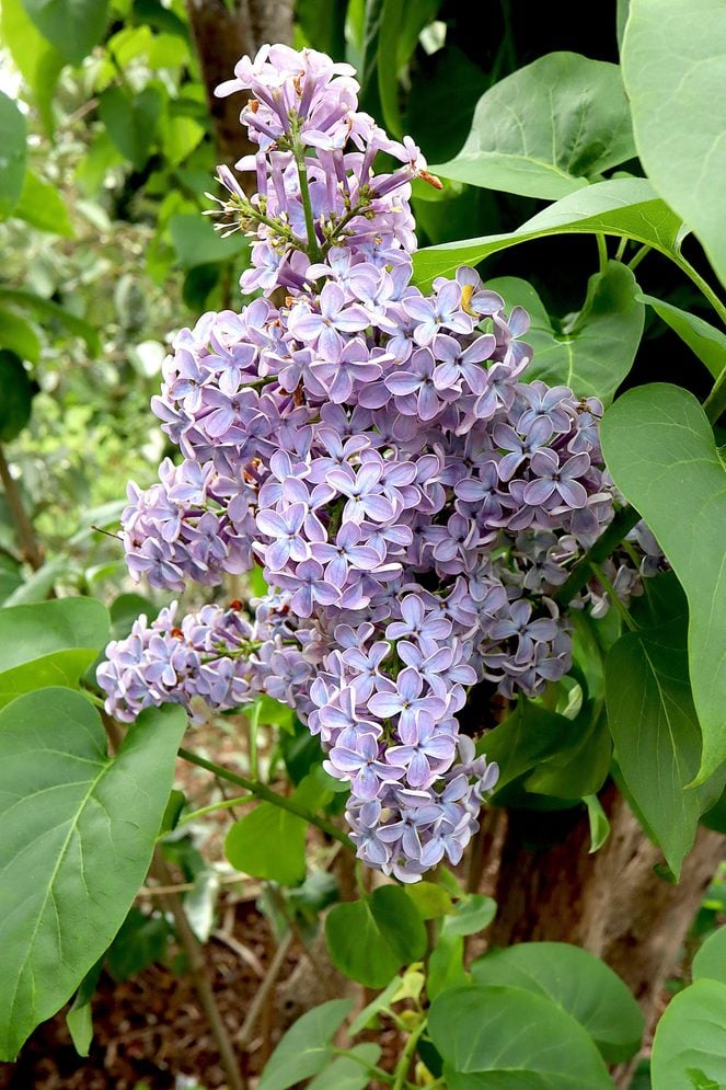 Syringa Vulgaris ‘wedgewood Blue’Common Lilac Wedgewood Blue – Single Pale Blue Pink Edged Flowers, May, England, Uk