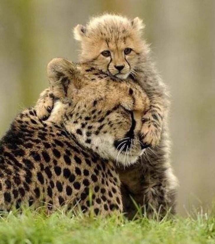 funny annoyed animals: baby cheetah covers mother's head