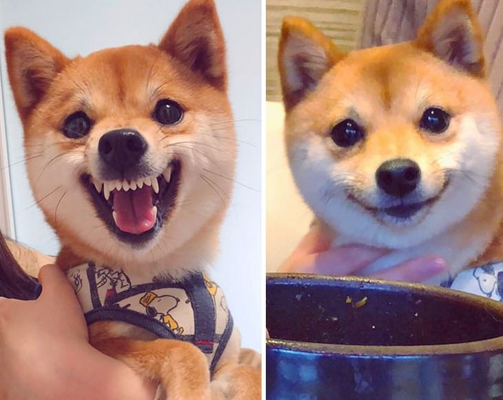 Shiba Inu funny photos