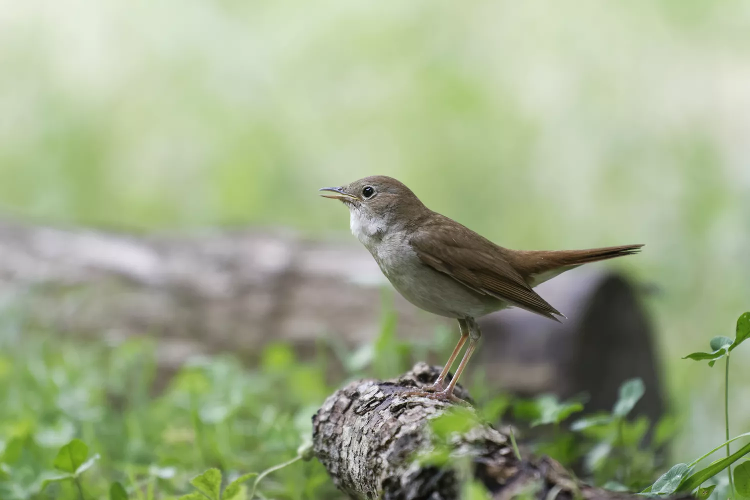 Common nightingale with mouth open perched on a log