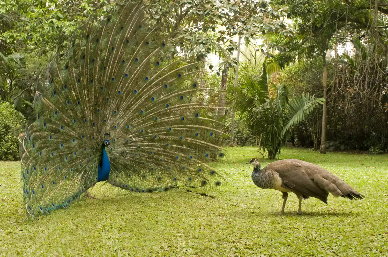 Male peacock wooing female with extended feathers