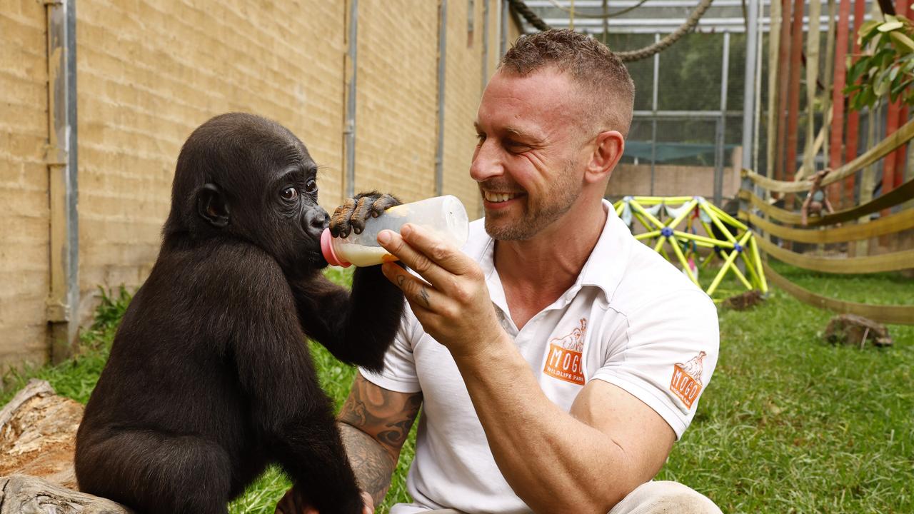 17-month-old gorilla Kaius being fed at Mogo Wildlife Park by director Chad Staples who hand-raised the primate. Picture: Jonathan Ng