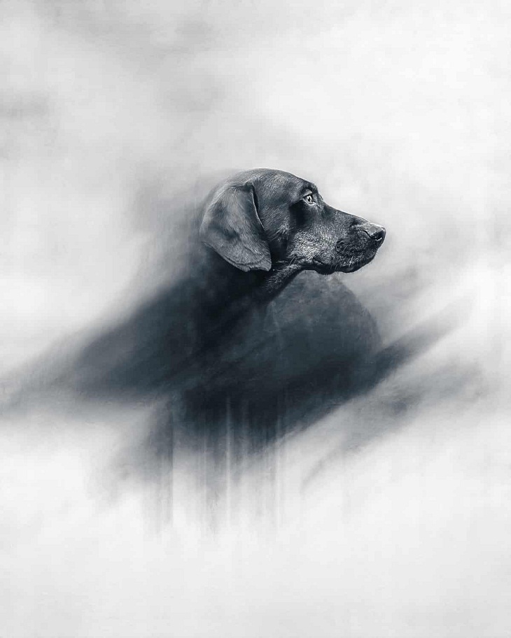 2023 International Pet Photography Awards,