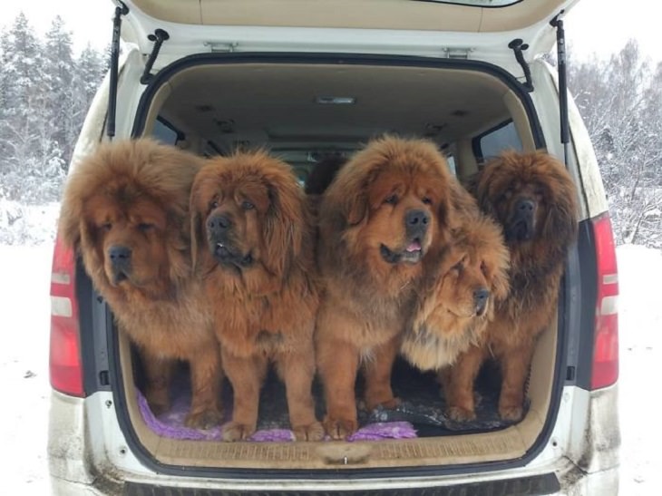 Adorable, cute pictures of Tibetan Mastiffs, car trunk with 5 tibetan mastiffs standing in it