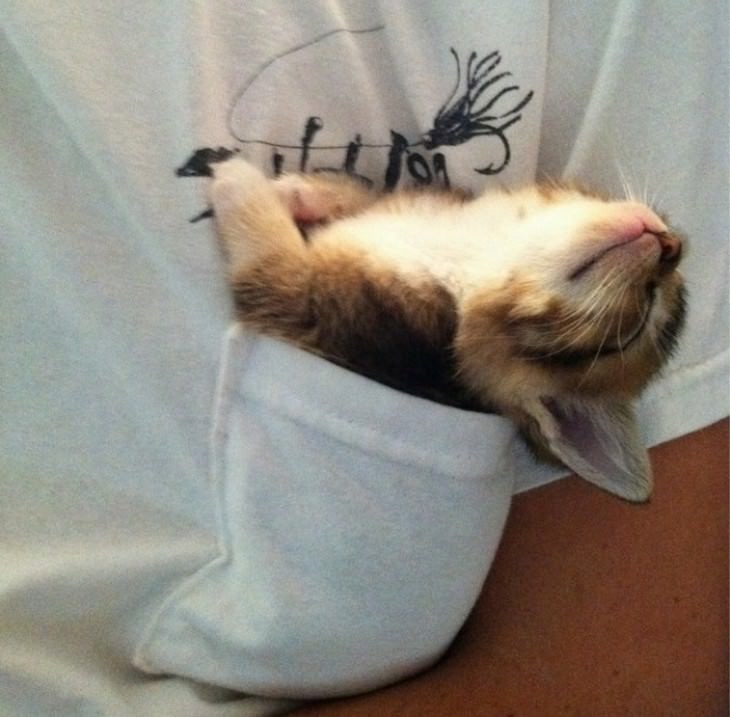 pets sleeping in awkward positions pocket sleeper cat