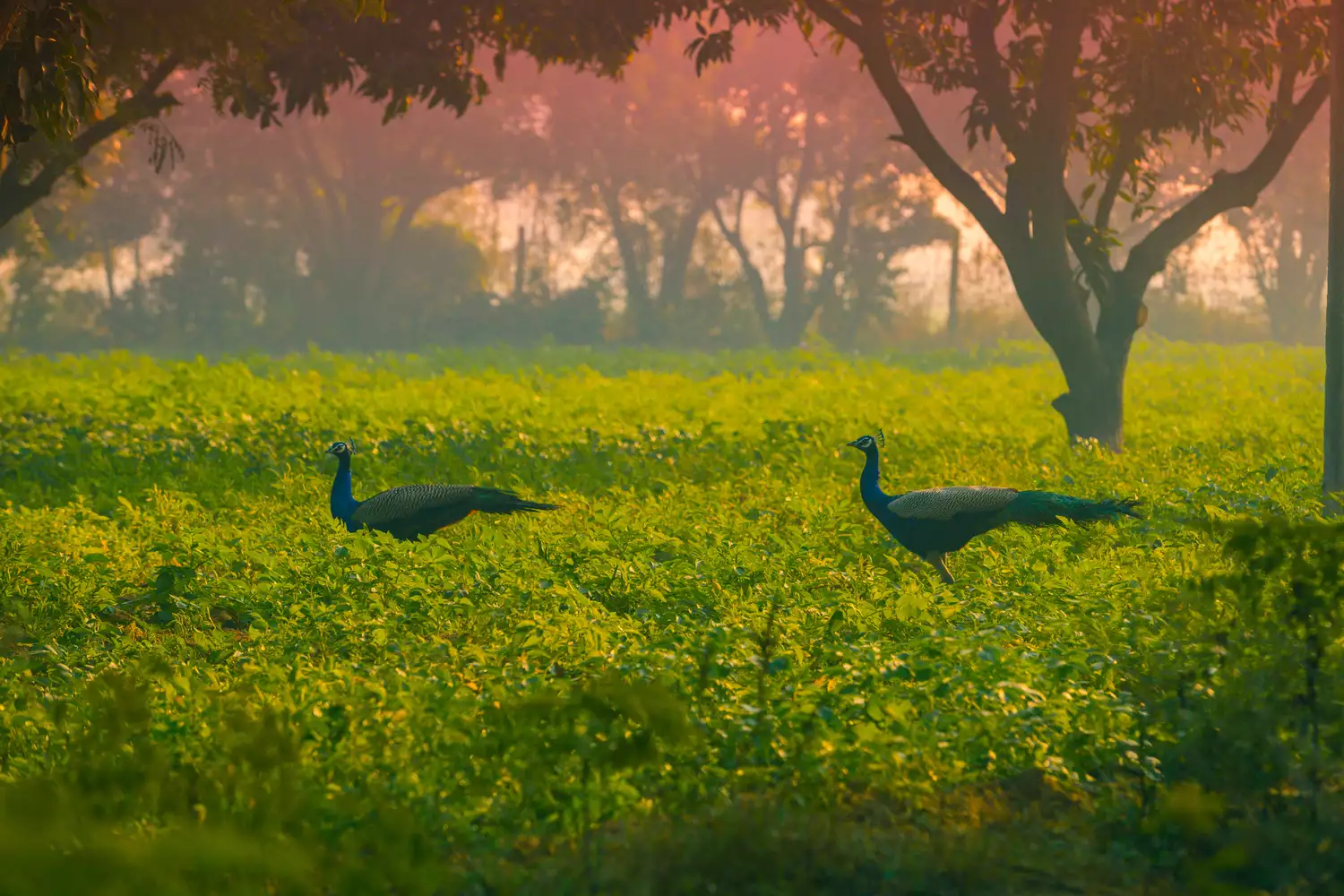 Two peacocks in field at sunset in India