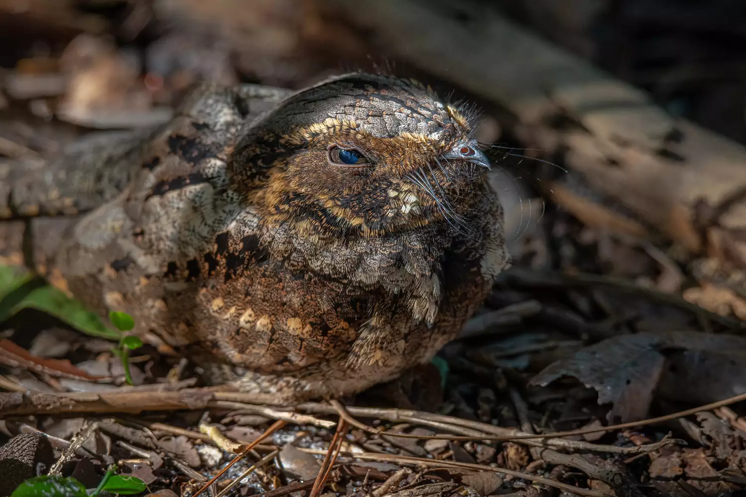 Eastern whip-poor-will on the ground blending in with leaf litter