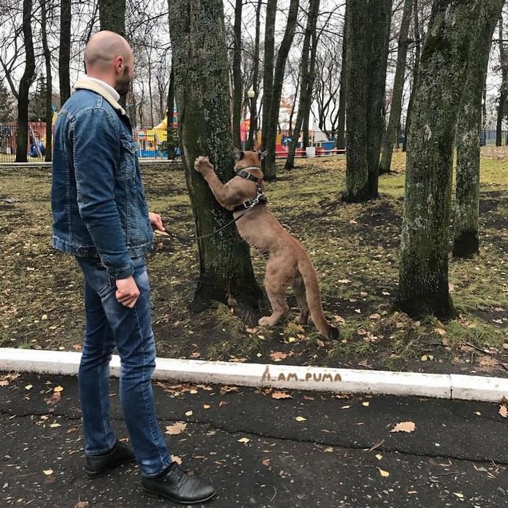 Messi the puma shrpening his claws on a tree