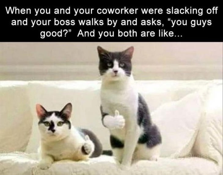 Funny Cats