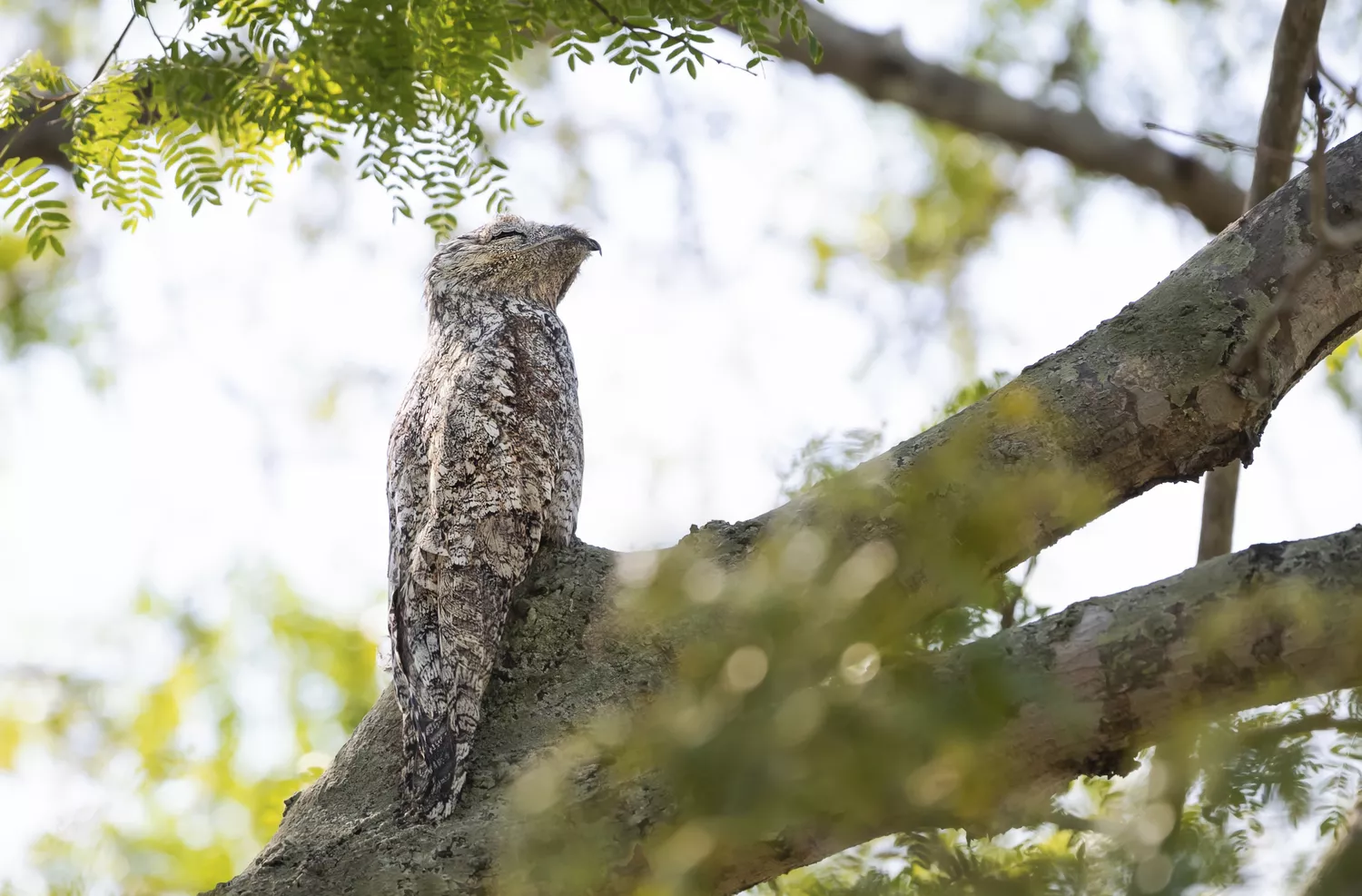 Great potoo with eyes closed resting on a branch