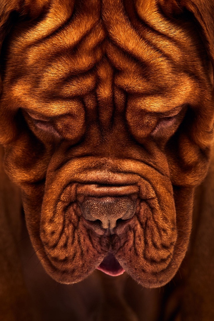 2023 International Pet Photography Awards,