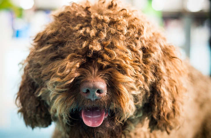 Teddy Bear Dog Breeds, Barbet