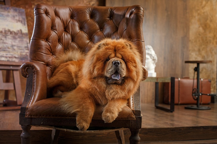 Teddy Bear Dog Breeds, . Chow Chow