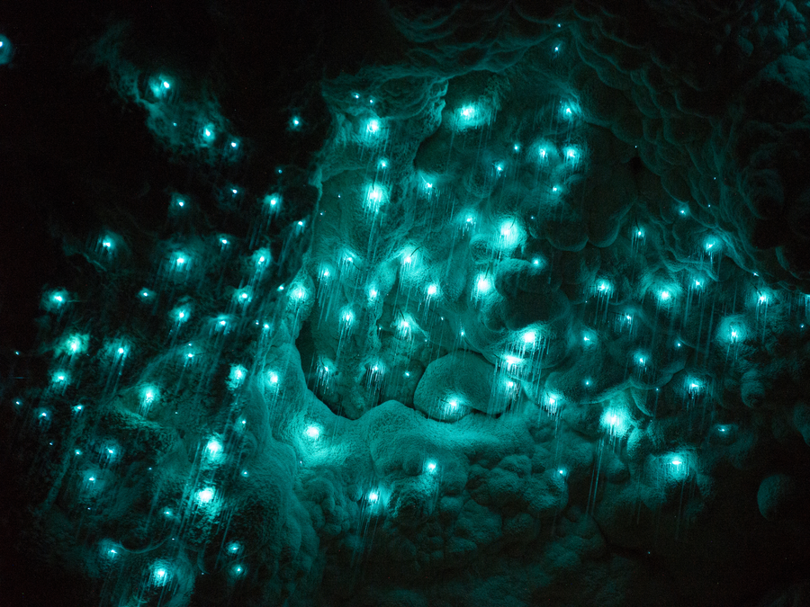 Waitomo Glowworm Caves