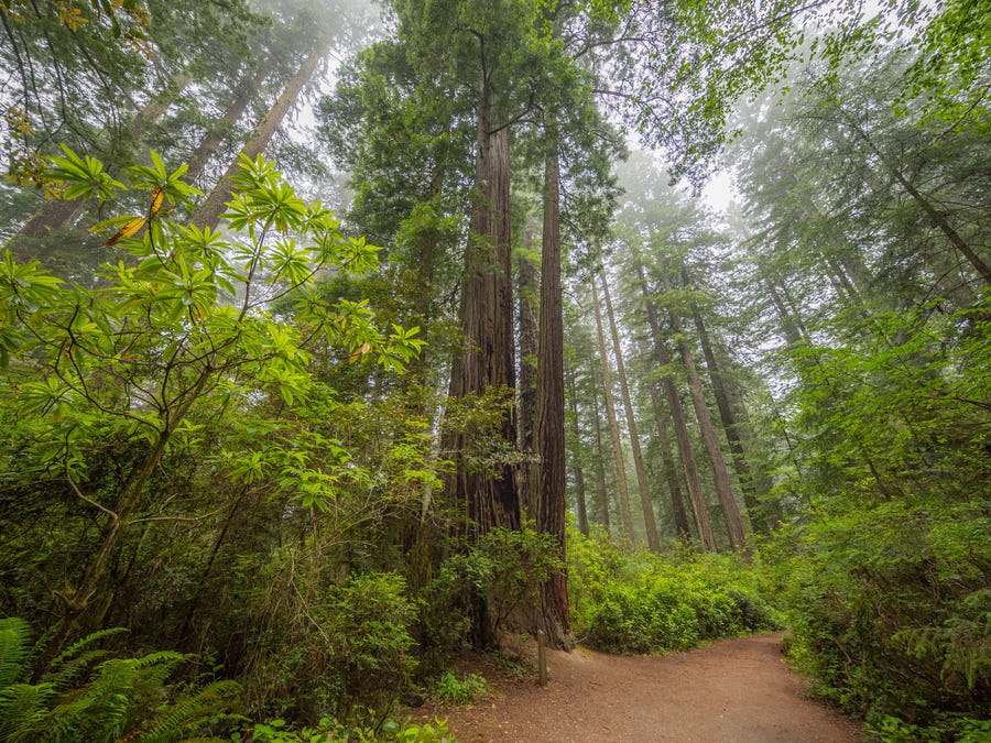 Redwood National Forest