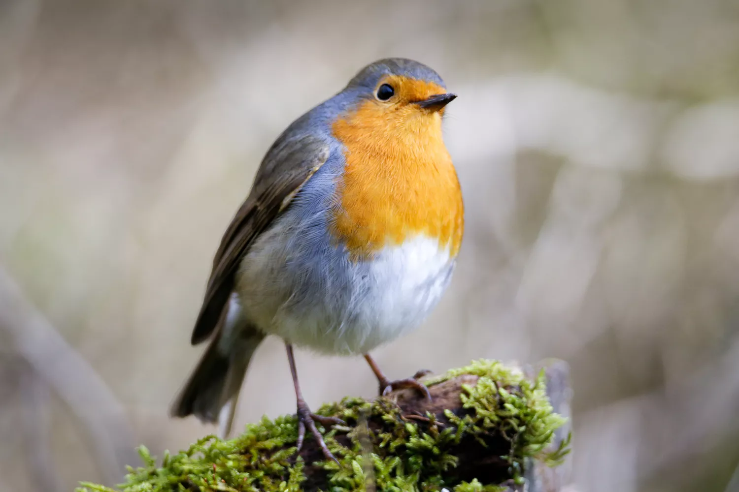 European robin perched on a mossy branch