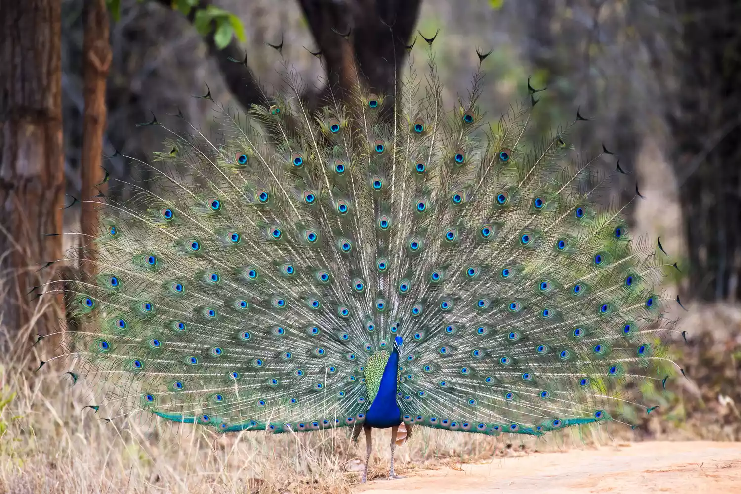 Male peacock in courtship display