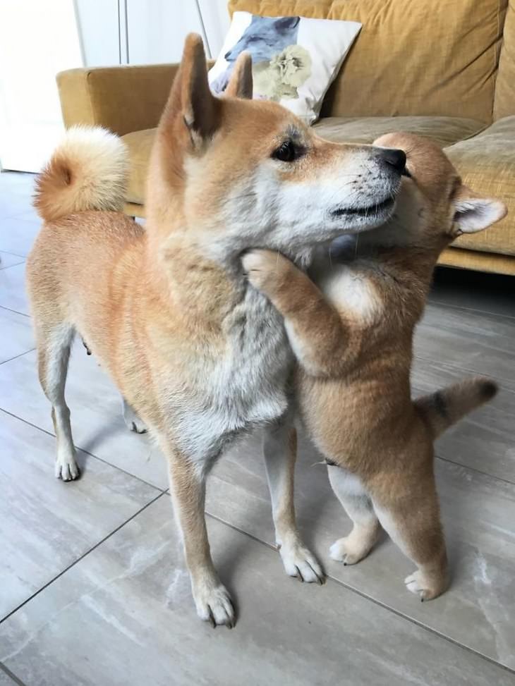 Shiba Inu funny photos