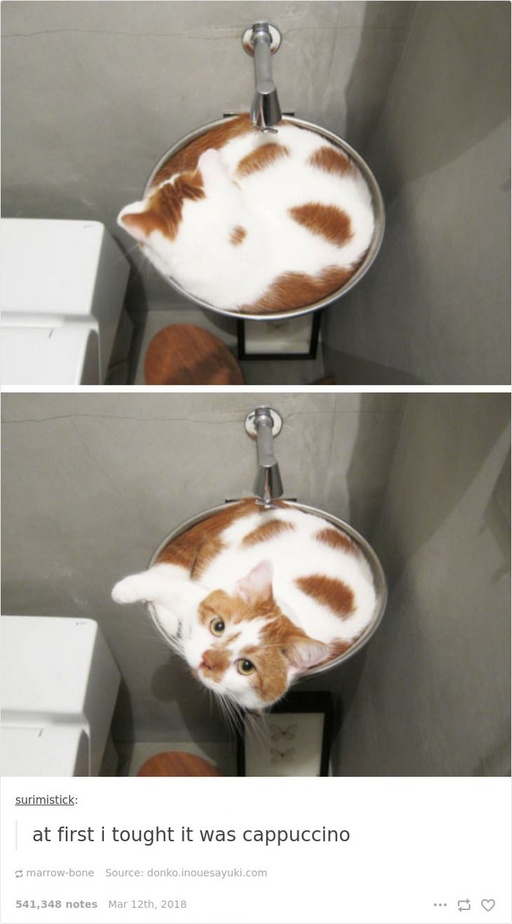 Liquid Cats