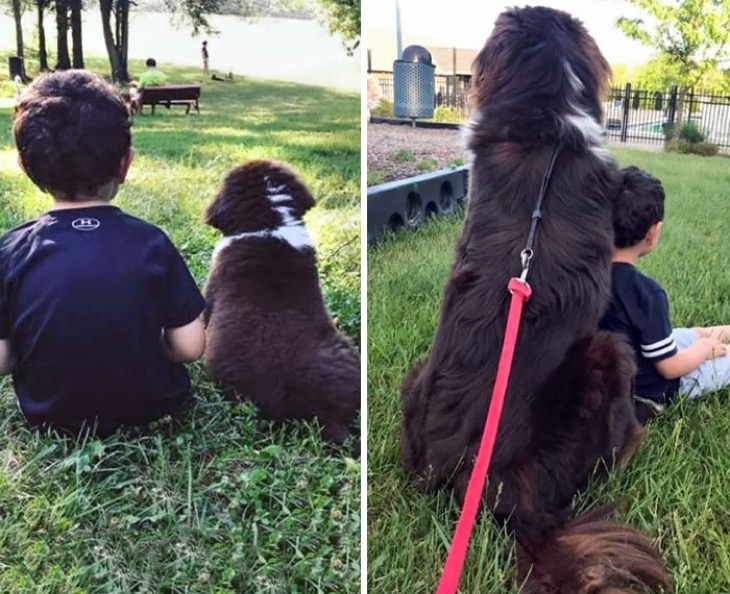 cute puppies before and after grown