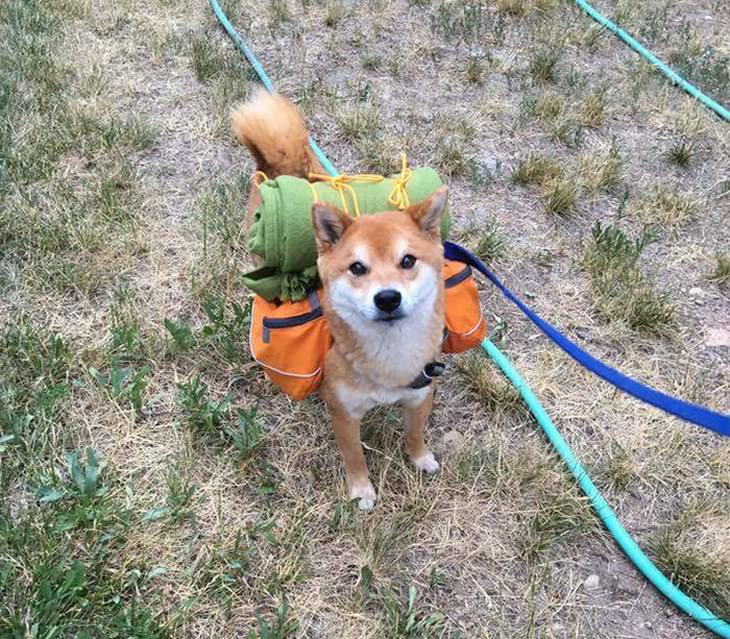 Shiba Inu funny photos