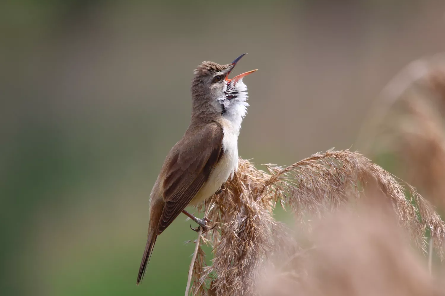 Great reed warbler with mouth open, singing