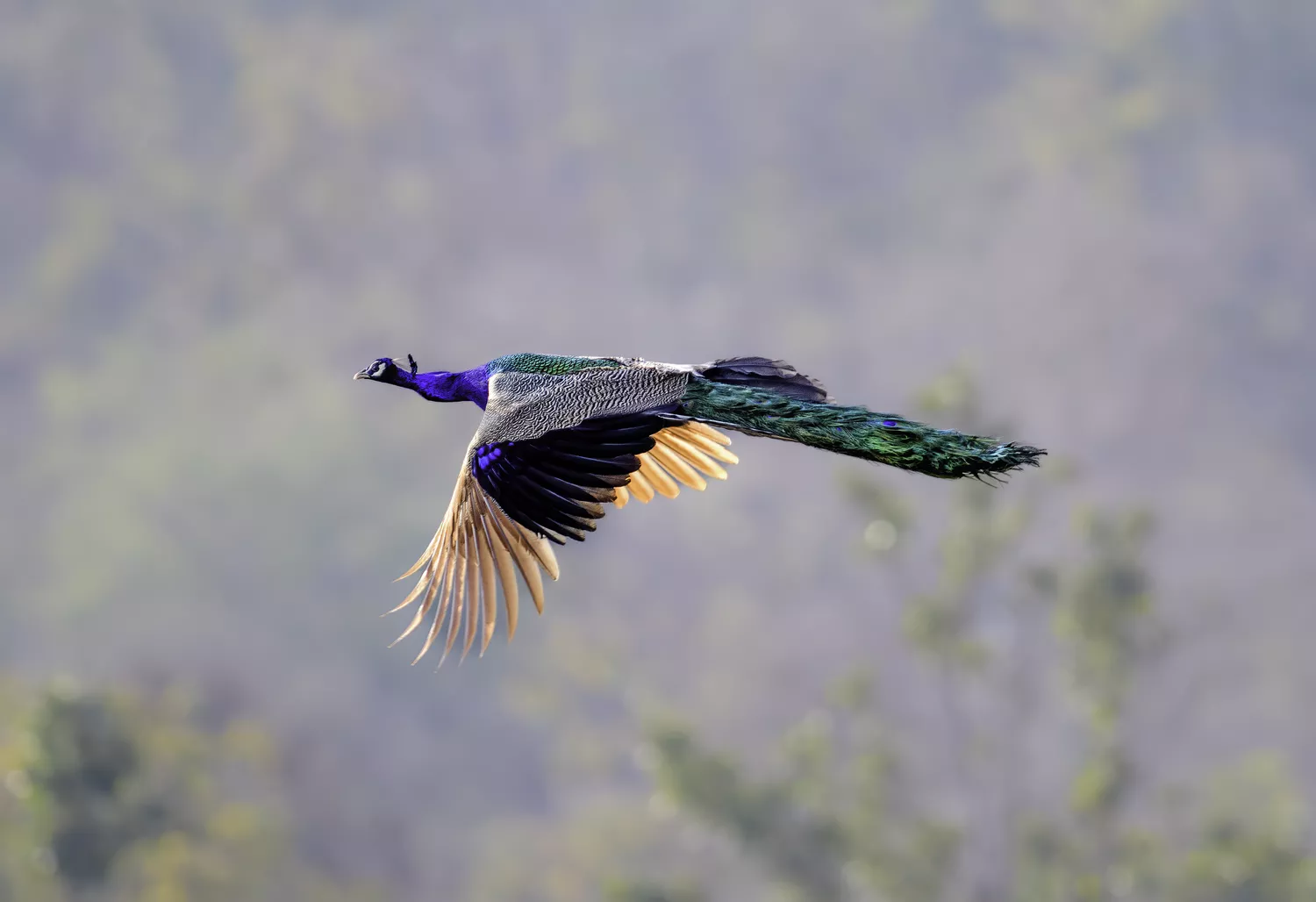 Peacock flying over canopy