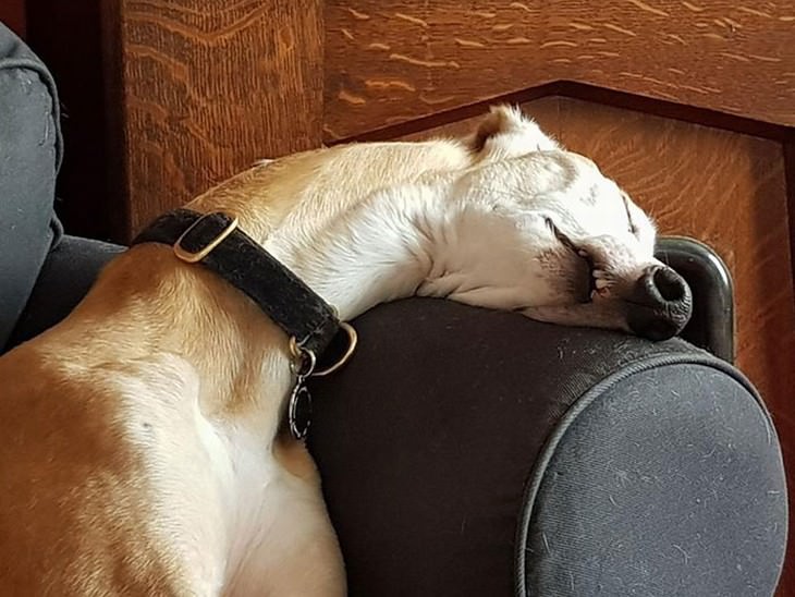 pets sleeping in awkward positions long dog sleeping