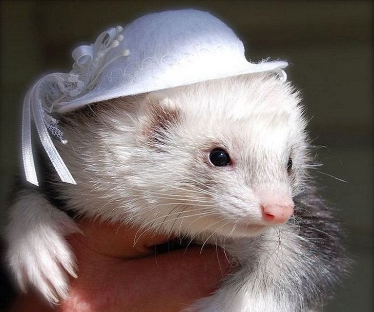 cute animals with hats