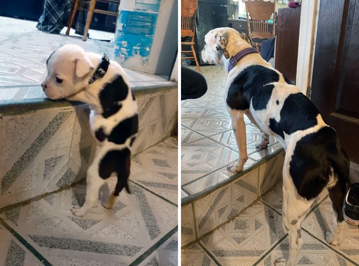 cute puppies before and after grown